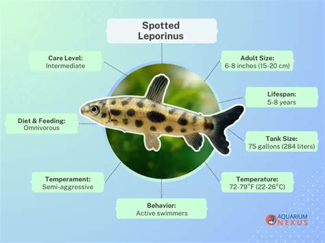 Spotted Leporinus Care: Complete Guid.